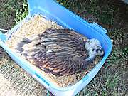 Adopcia mláďaťa Orla kráľovského v pohorí Tríbeč pri Nitre, 9.7.2015_2